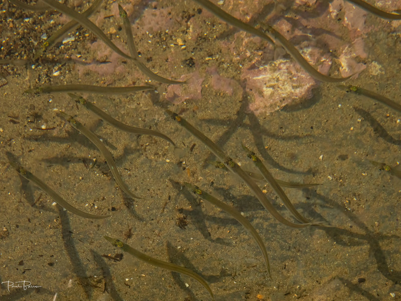 Sand Eels (Ammodytidae) 